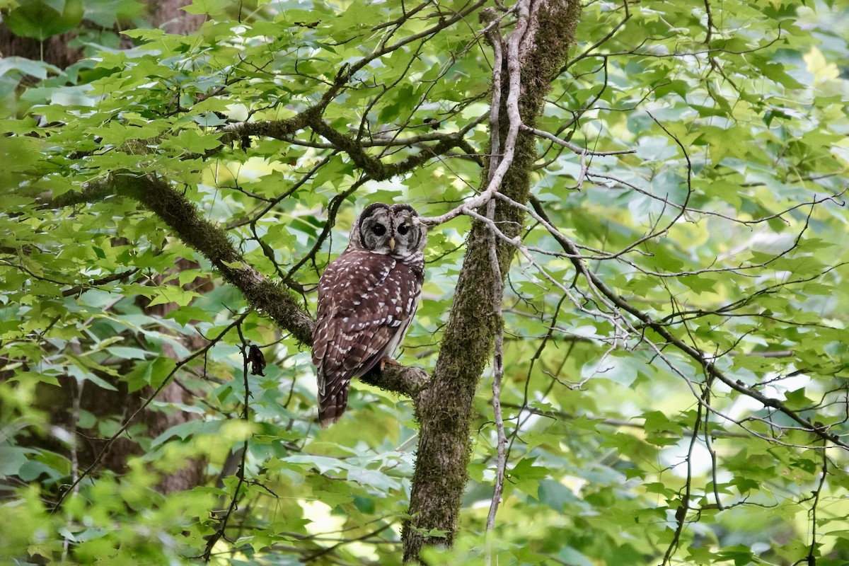 Barred Owl - ML622074547