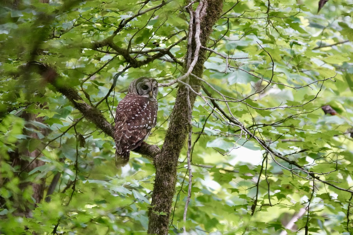 Barred Owl - ML622074548