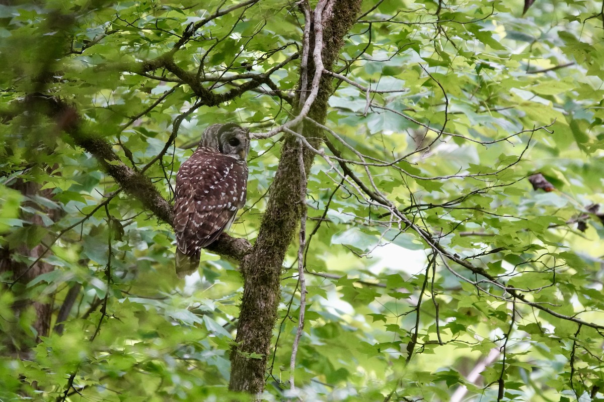 Barred Owl - ML622074549