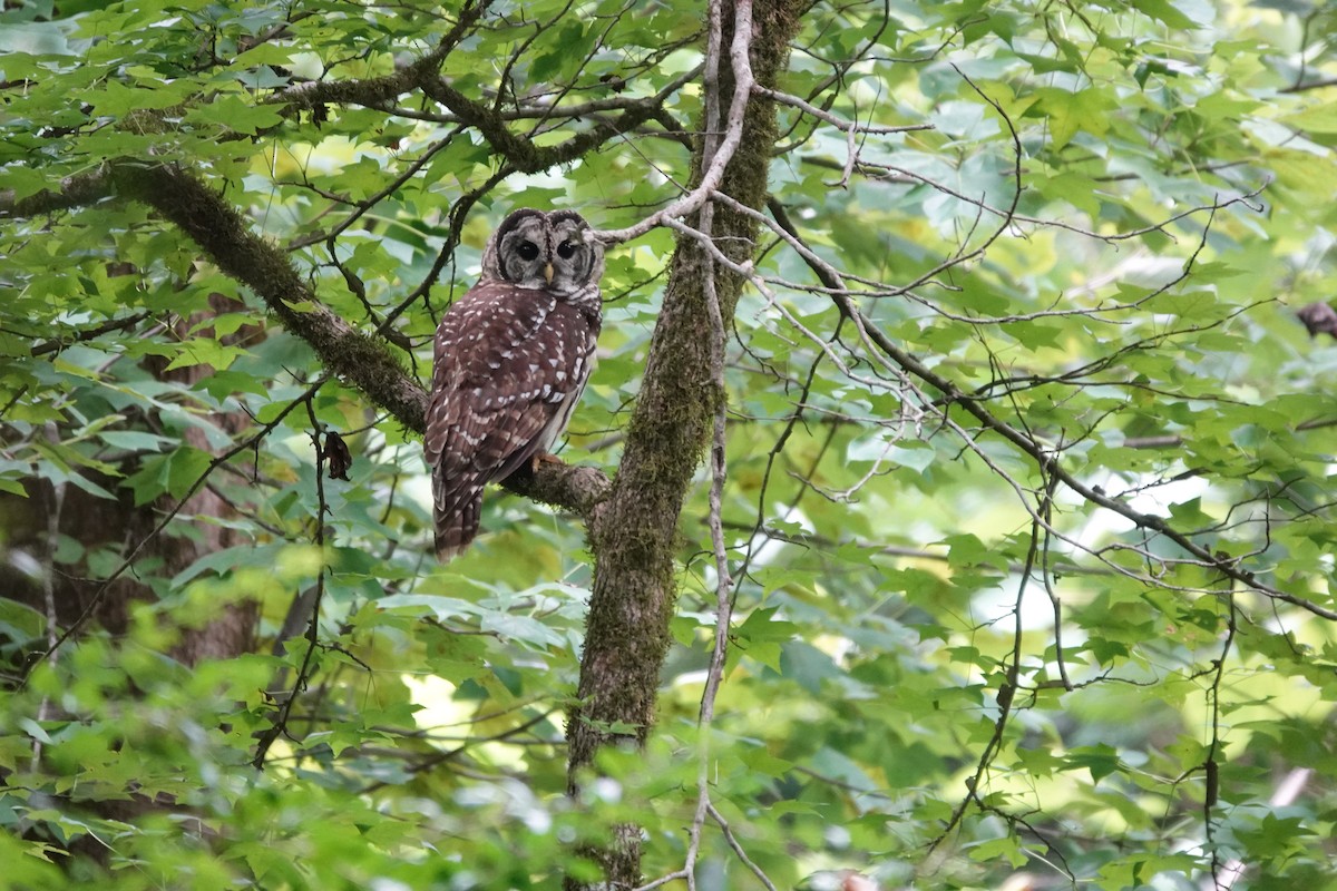 Barred Owl - ML622074550