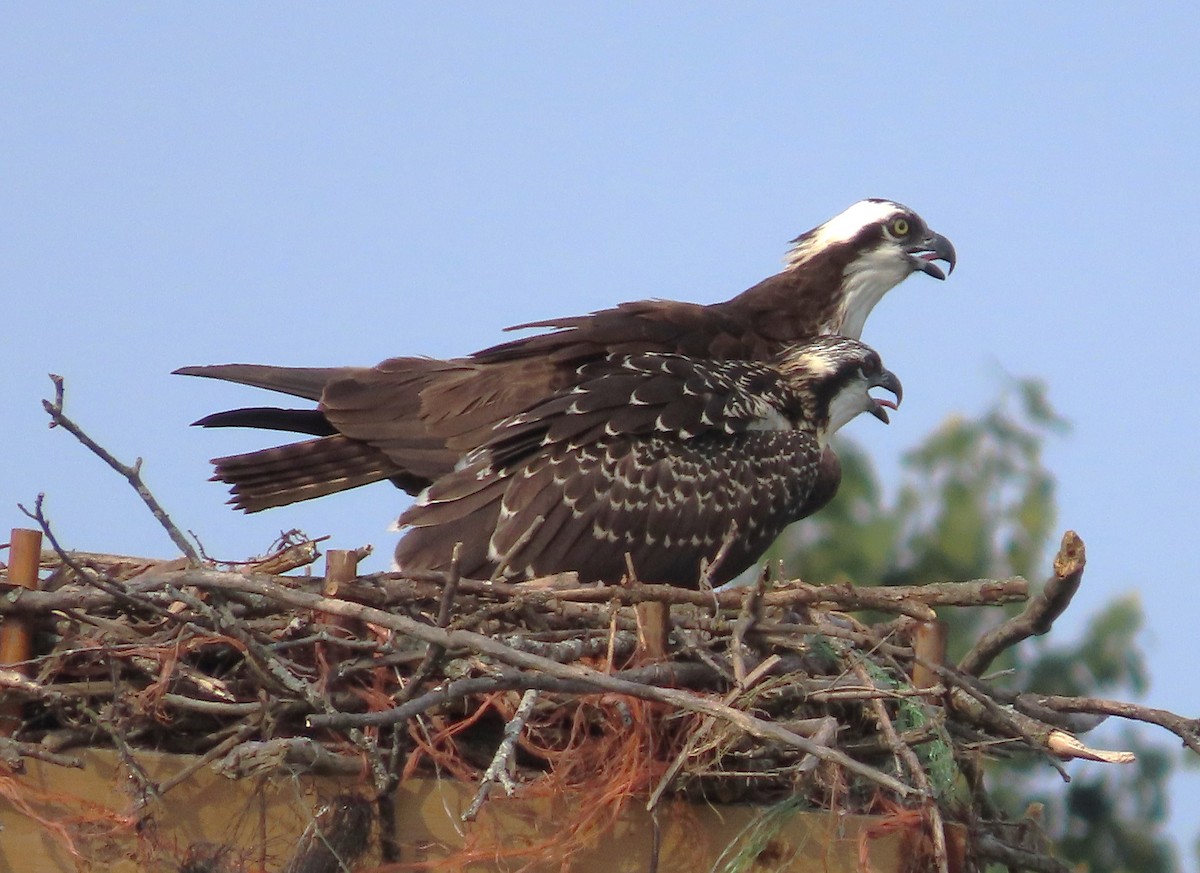 Osprey - ML622074554