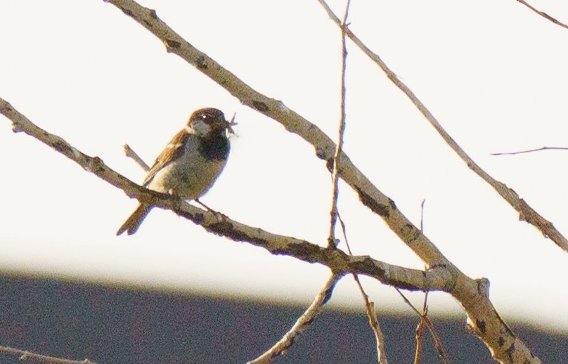 House Sparrow - ML622074567