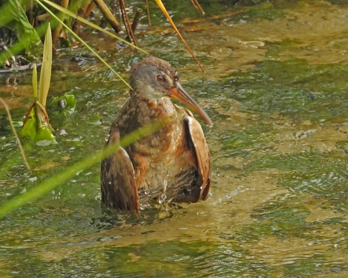 Clapper Rail - ML622074582