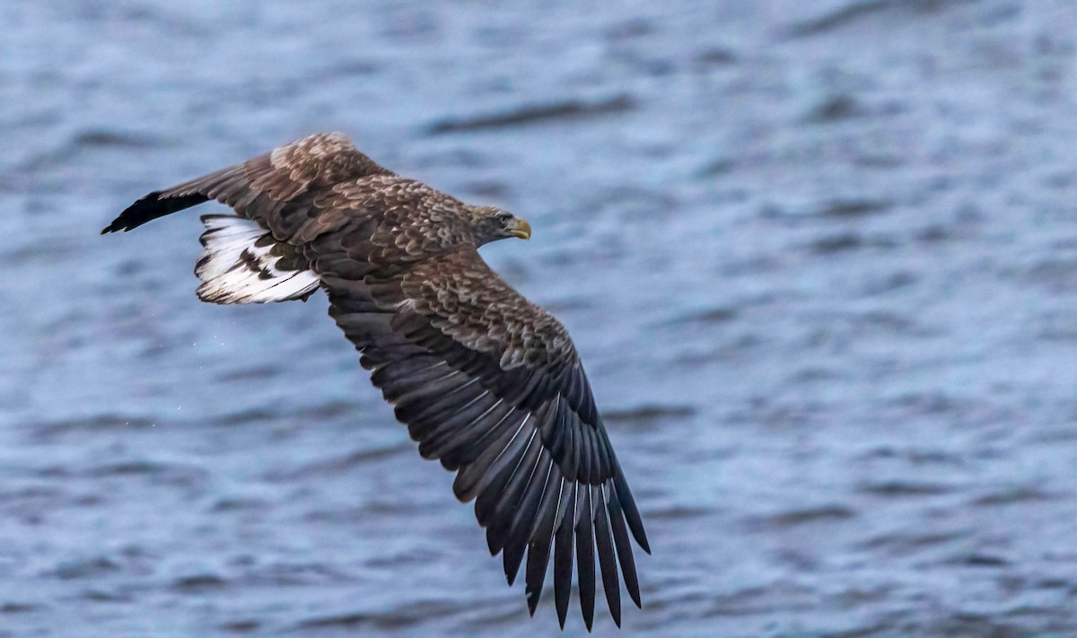 White-tailed Eagle - ML622074592