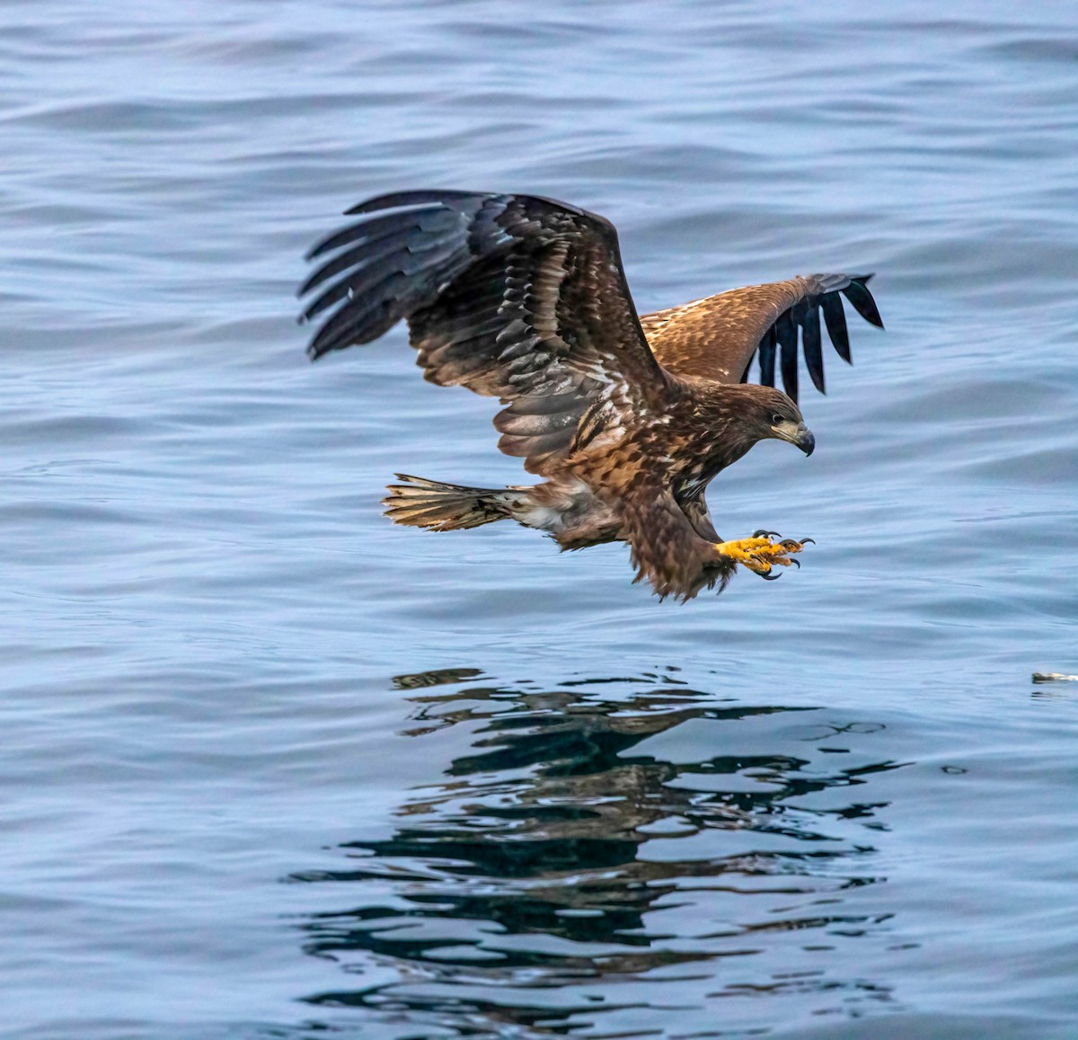 White-tailed Eagle - ML622074594