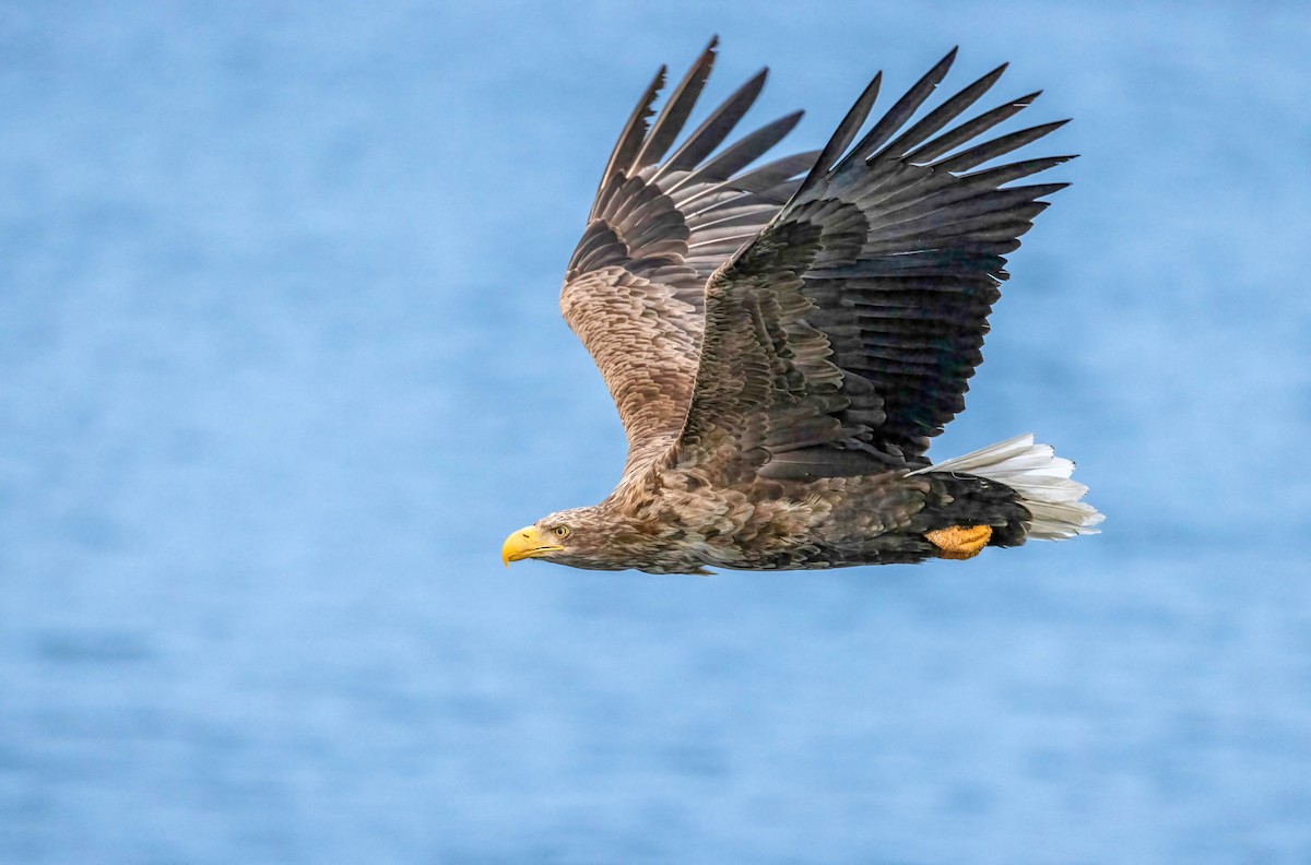 White-tailed Eagle - ML622074596