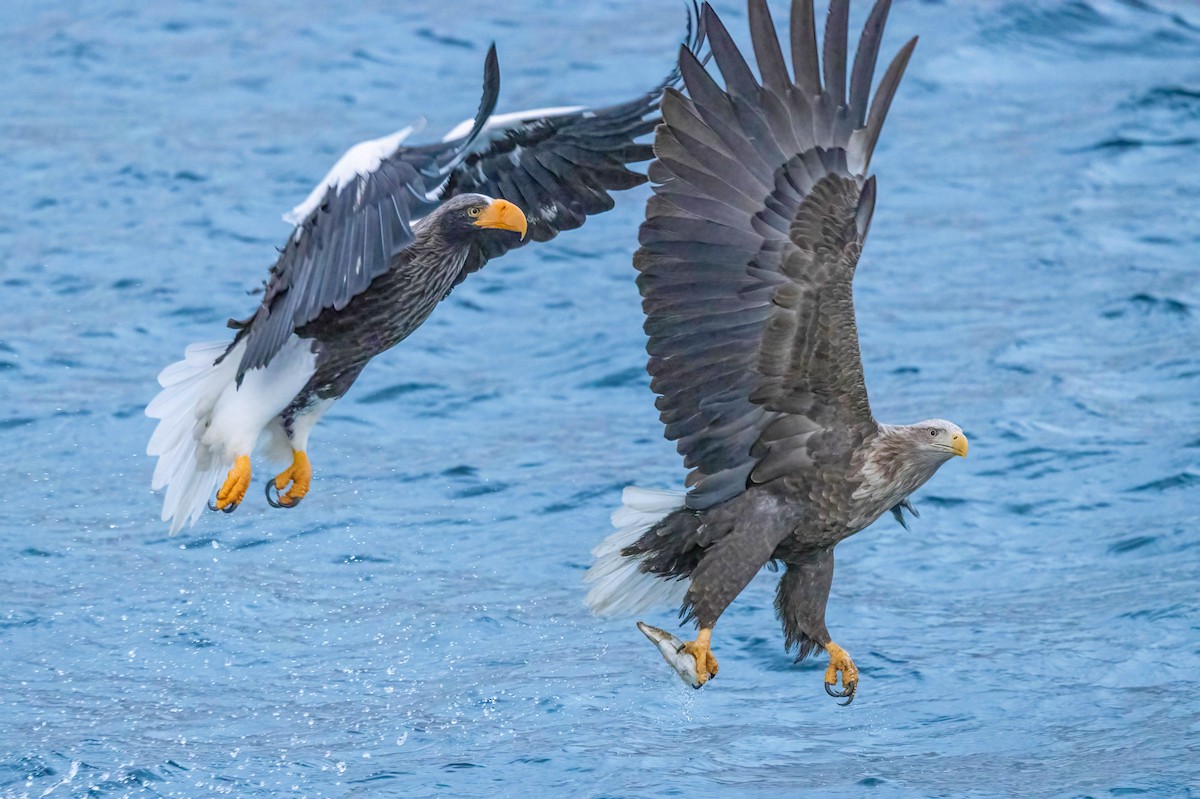 White-tailed Eagle - ML622074597