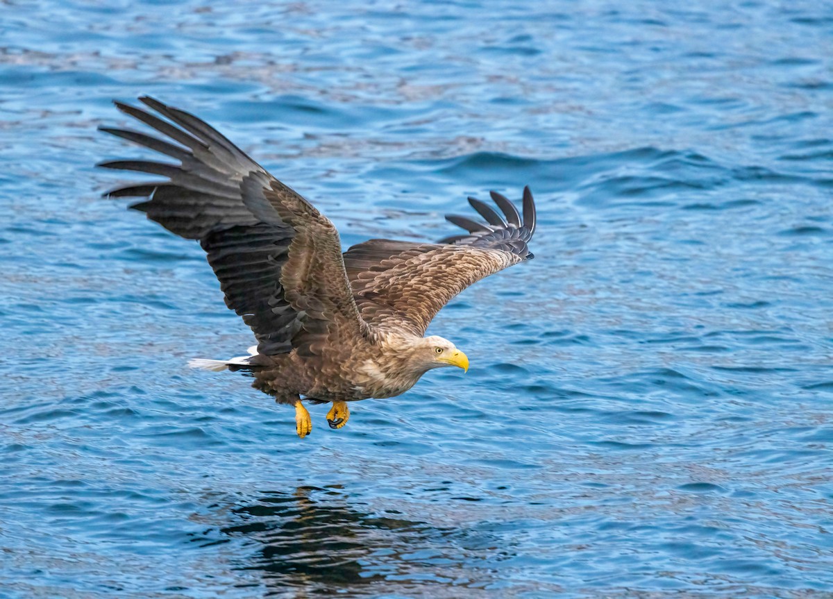 White-tailed Eagle - ML622074598