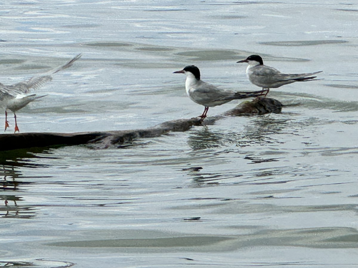 Forster's Tern - ML622074604