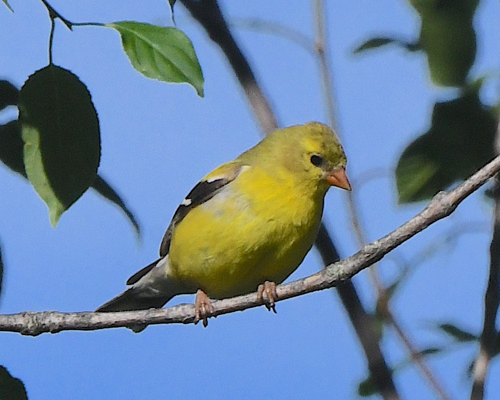 American Goldfinch - ML622074609