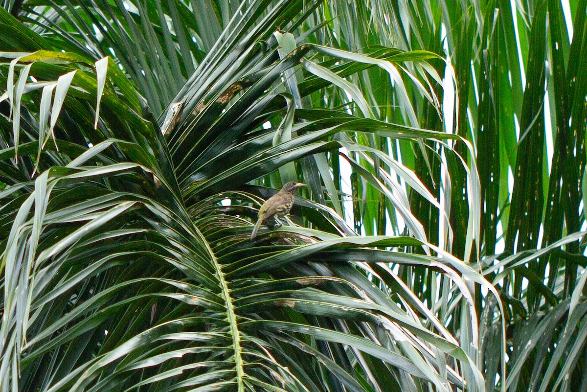 Palmchat - ML622074620