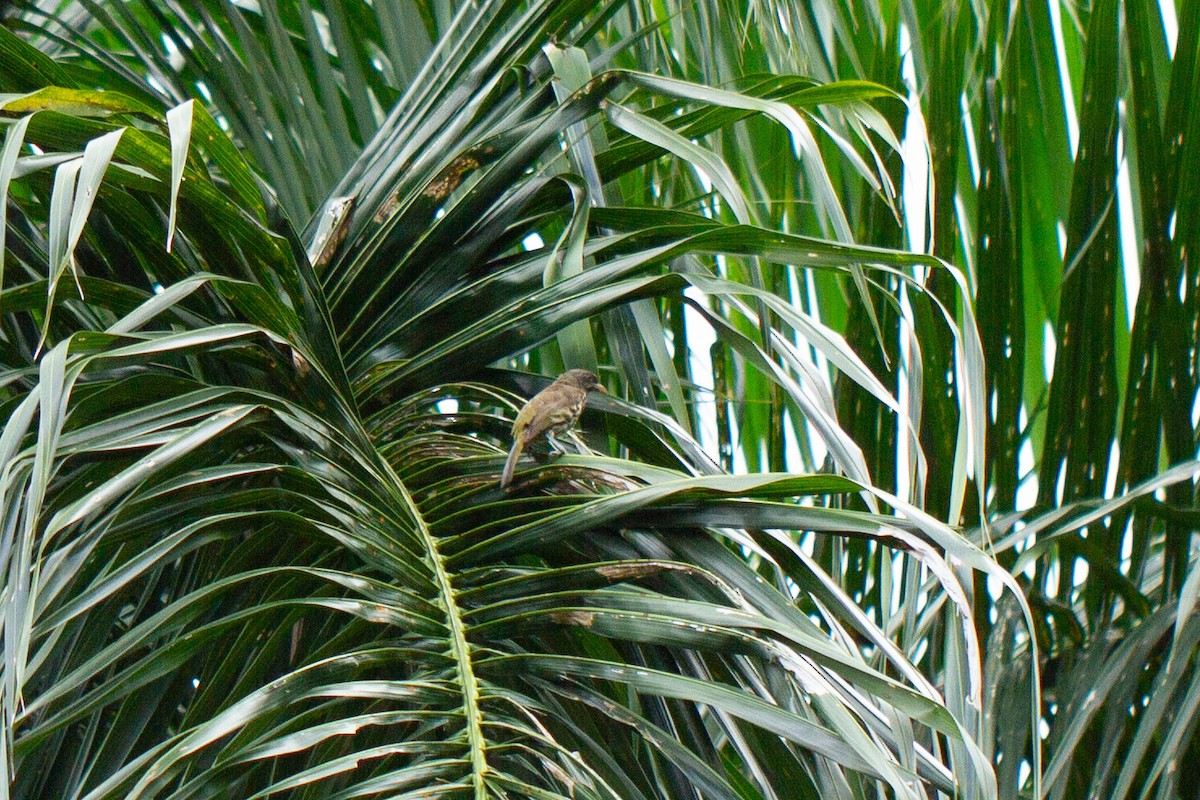 Palmchat - ML622074621