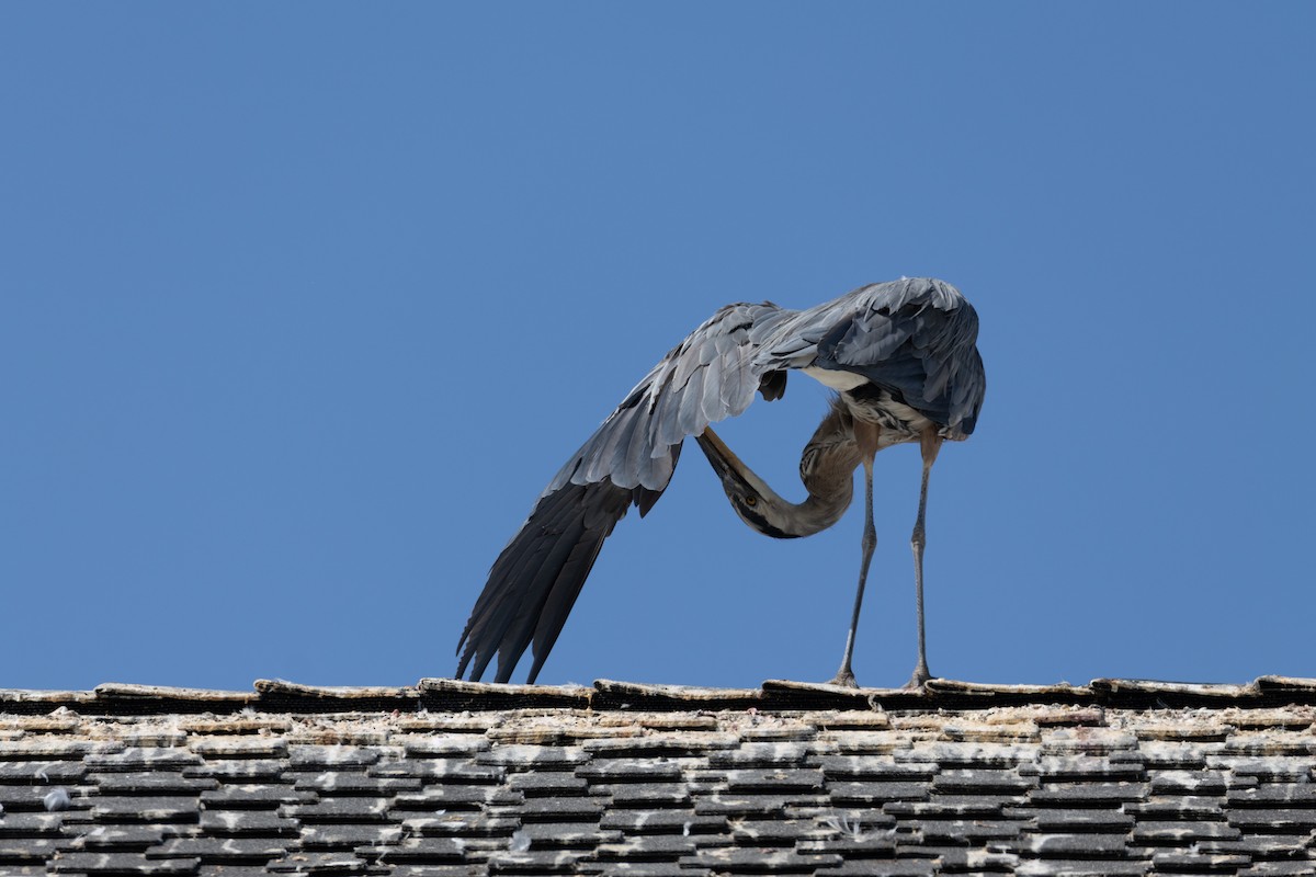 Great Blue Heron - David Lonardi