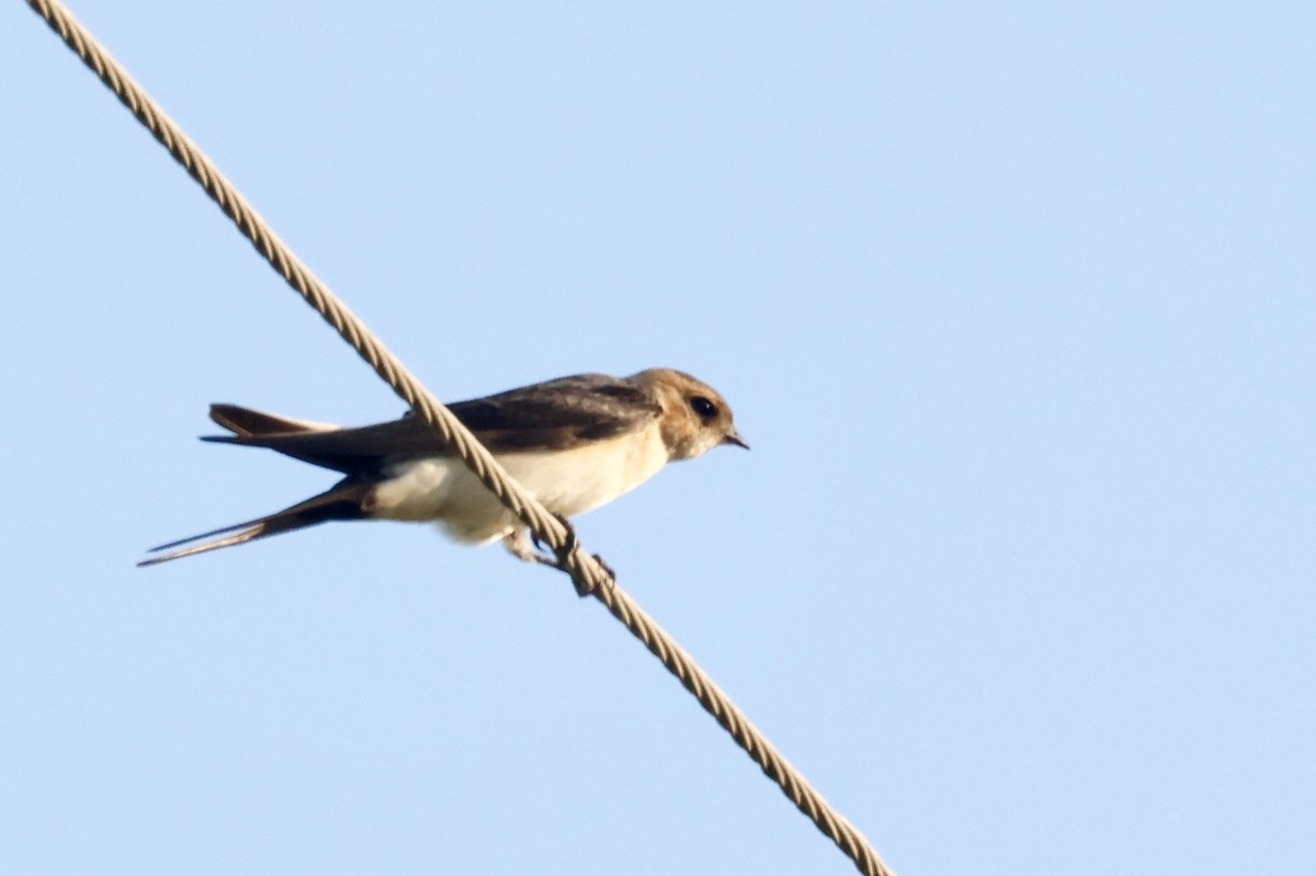 Red-rumped Swallow - ML622074667