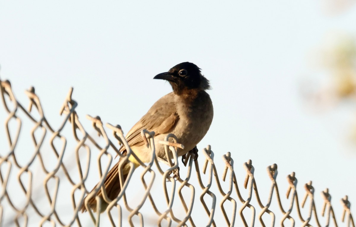 White-spectacled Bulbul - ML622074680