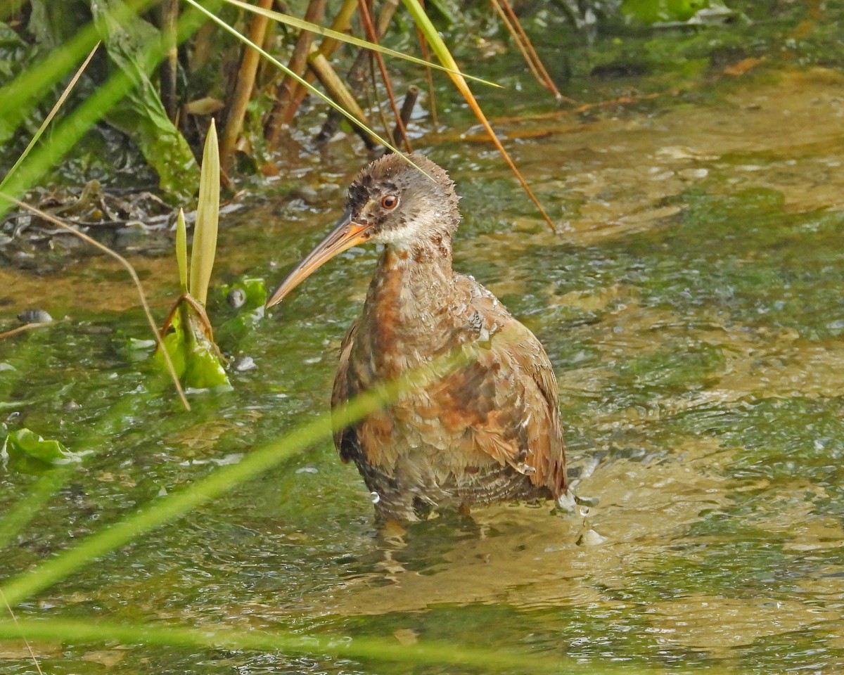 Clapper Rail - ML622074684