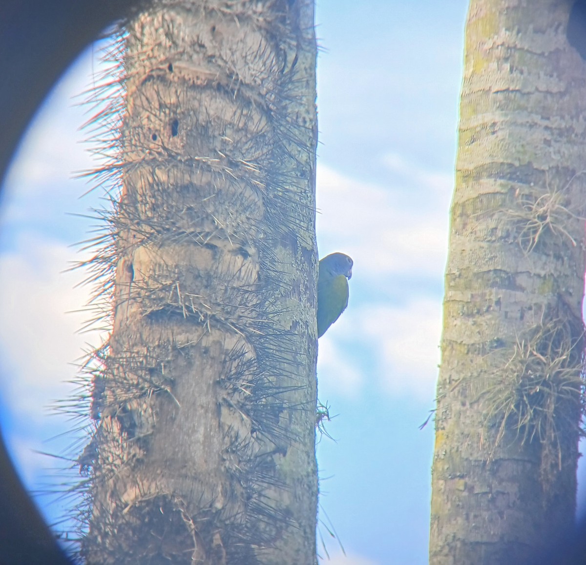 Blue-headed Parrot - ML622074687