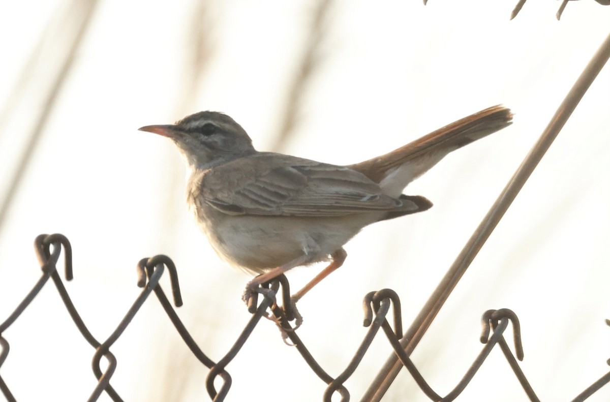 Rufous-tailed Scrub-Robin - ML622074695