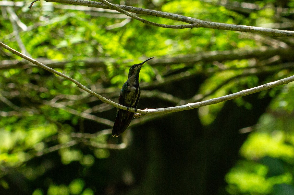 Dominikanermangokolibri - ML622074718