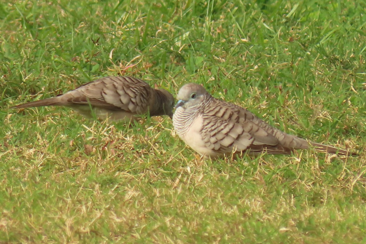 Peaceful Dove - Becky Marvil