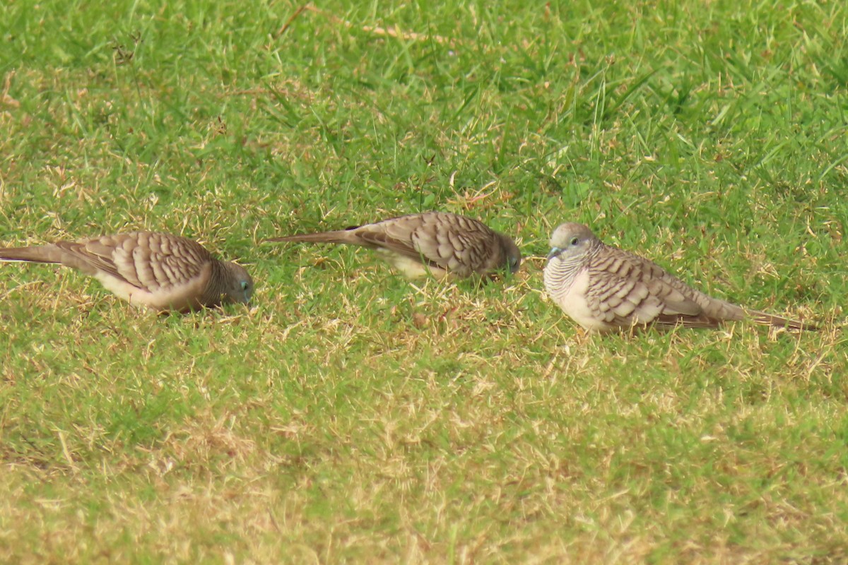 Peaceful Dove - ML622074730