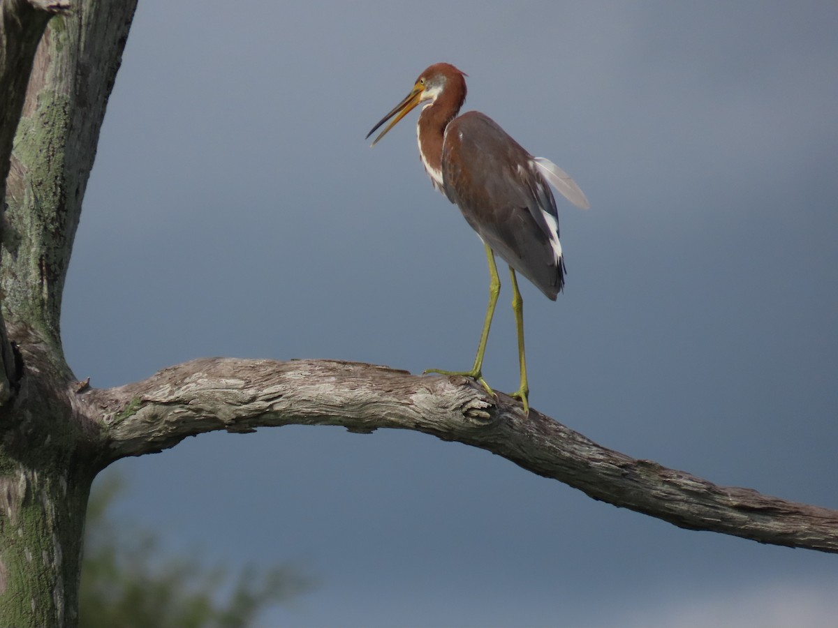 Tricolored Heron - ML622074744