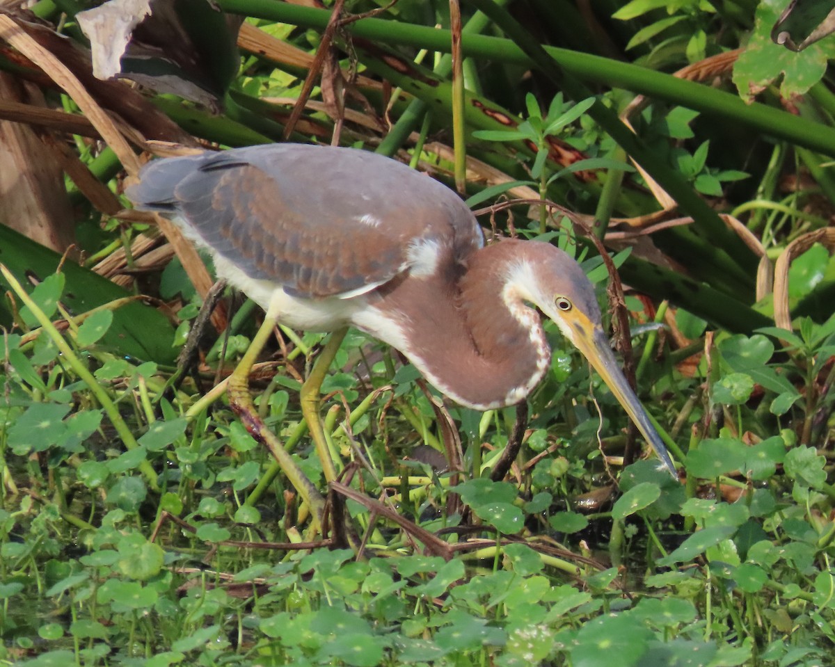 Tricolored Heron - ML622074745