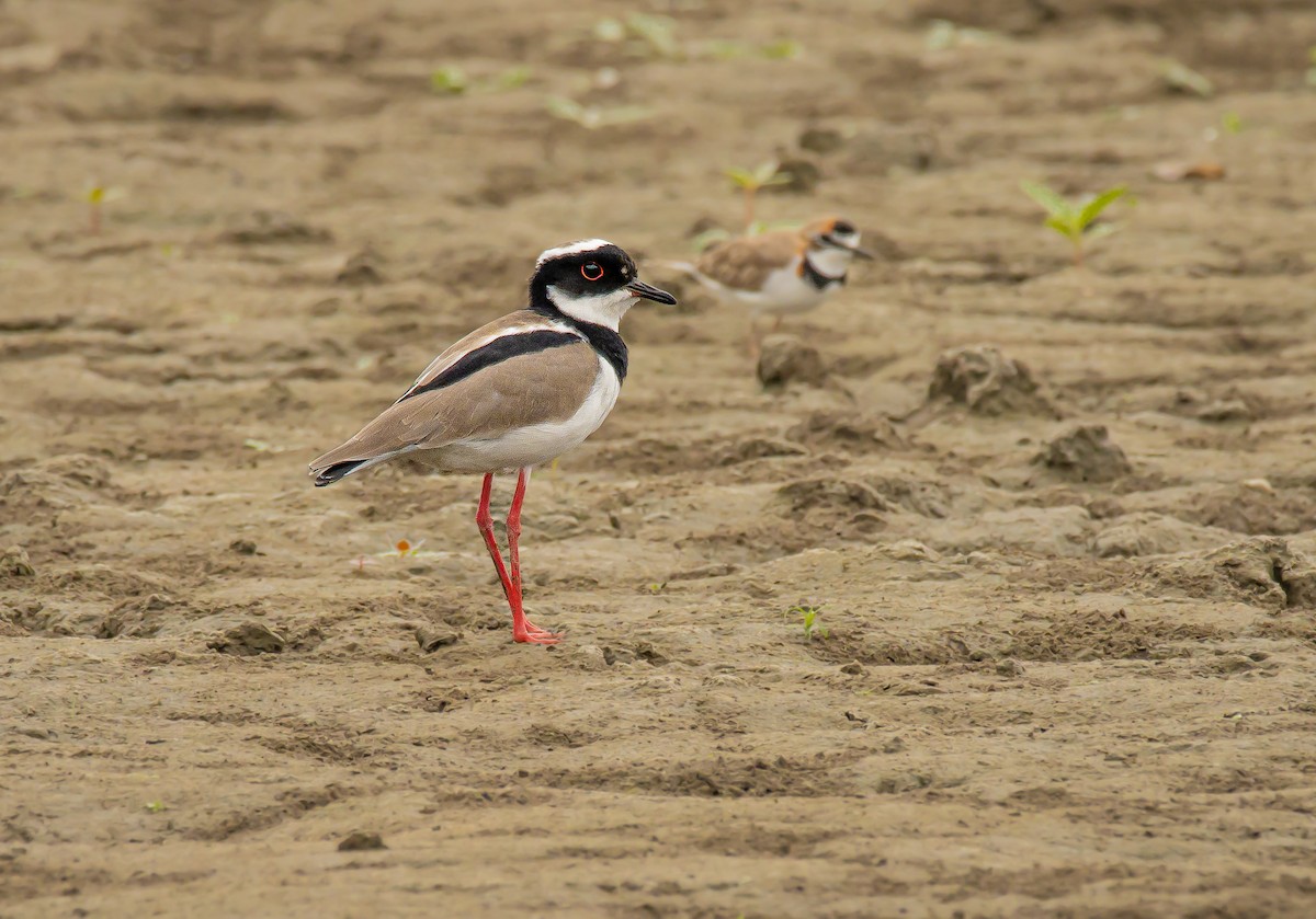 Pied Plover - ML622074768