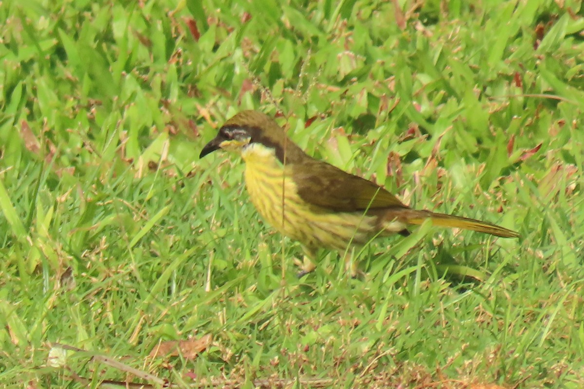 Varied Honeyeater - ML622074772