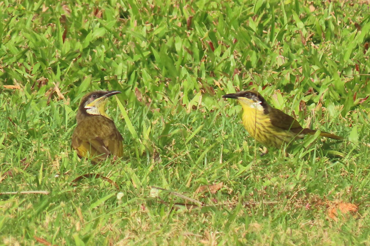 Varied Honeyeater - ML622074773