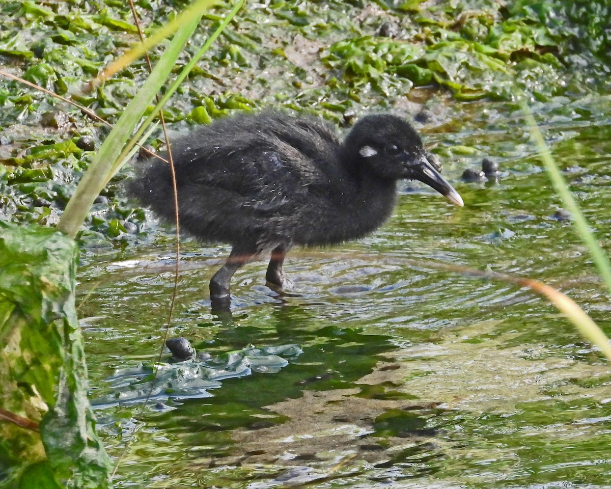 Clapper Rail - ML622074777