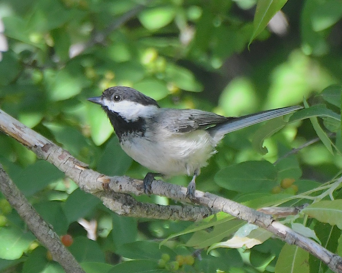 Black-capped Chickadee - ML622074779