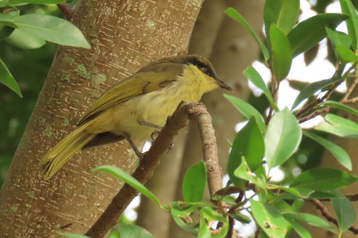 Varied Honeyeater - ML622074780