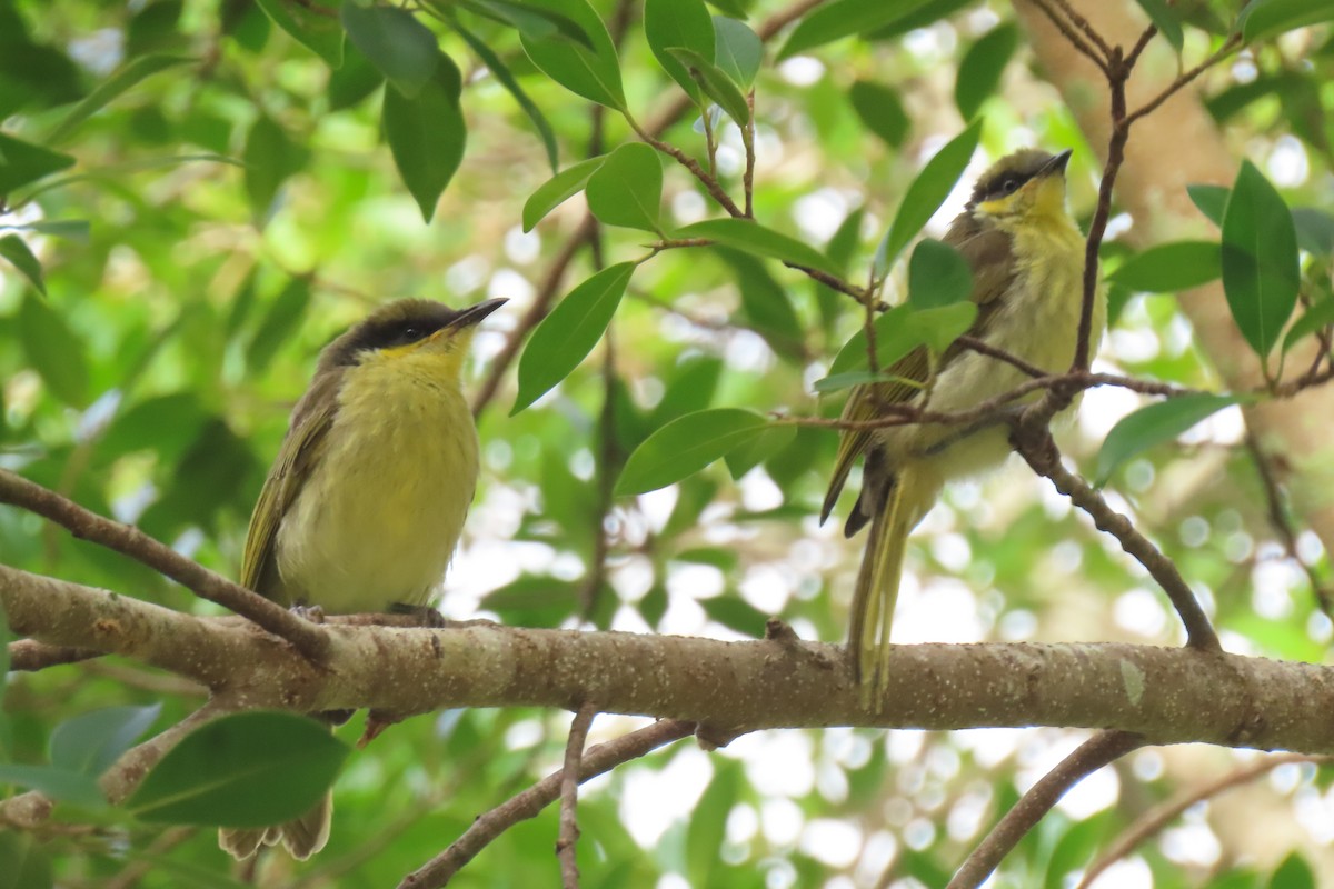 Varied Honeyeater - ML622074781