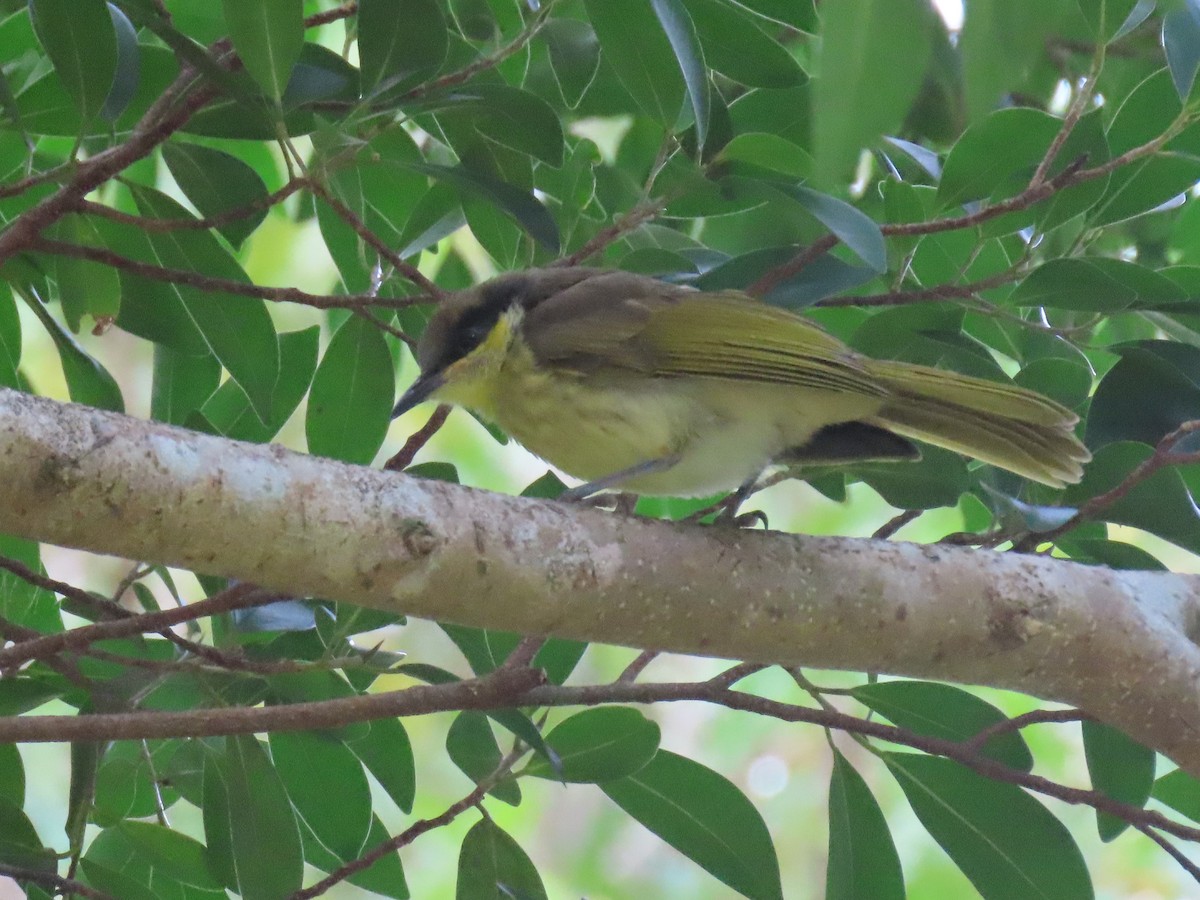 Varied Honeyeater - ML622074784