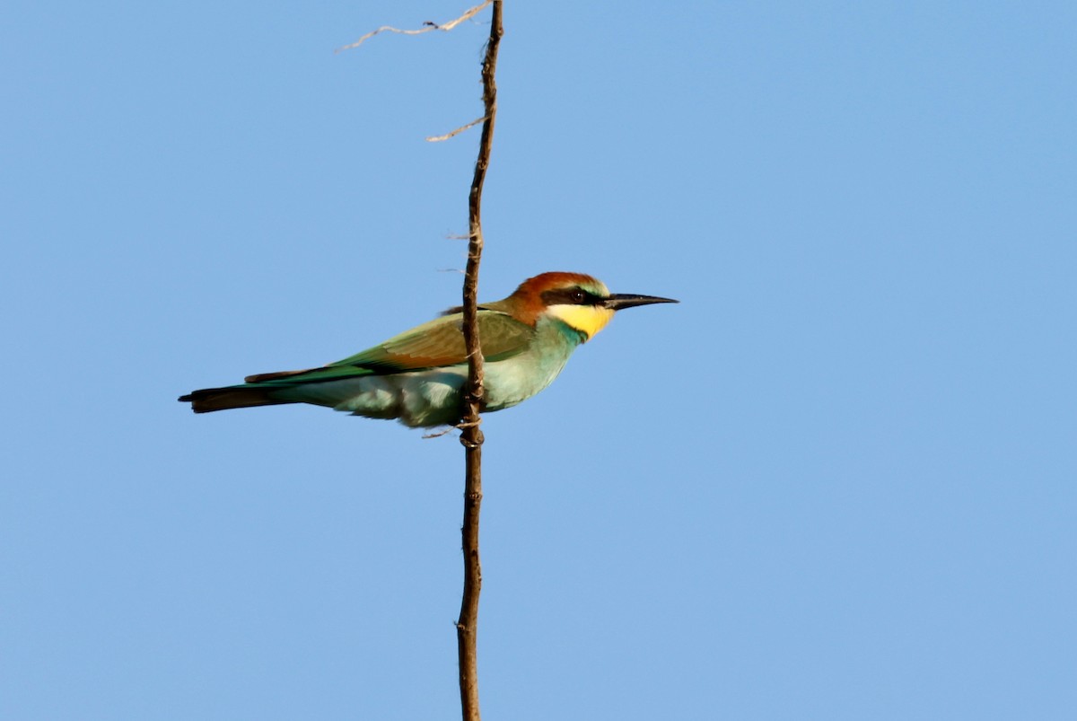 European Bee-eater - ML622074789