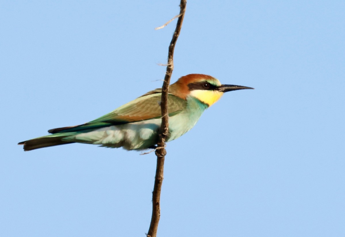 European Bee-eater - ML622074790