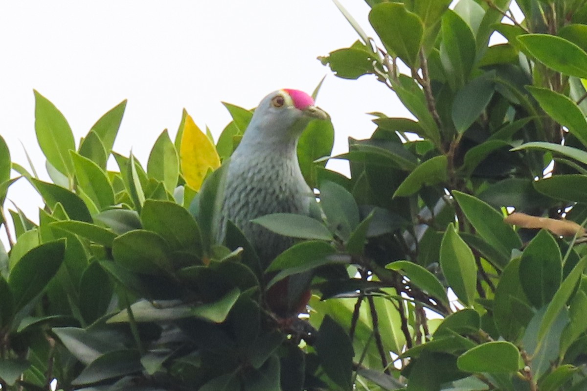 Rose-crowned Fruit-Dove - ML622074797