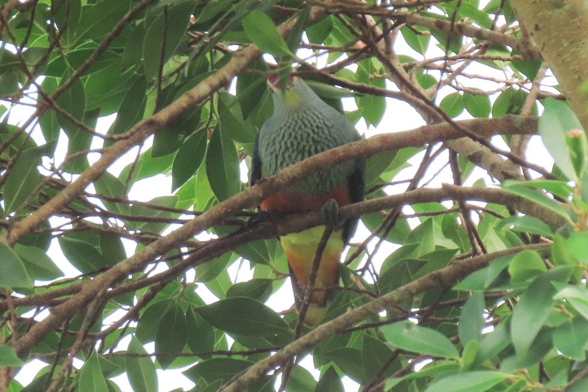 Rose-crowned Fruit-Dove - Becky Marvil