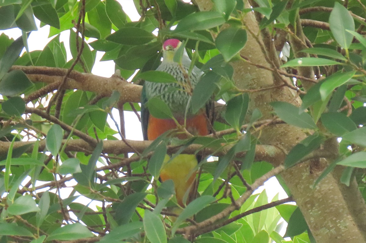 Rose-crowned Fruit-Dove - ML622074799