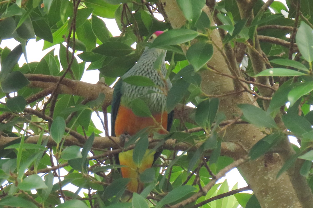 Rose-crowned Fruit-Dove - ML622074800