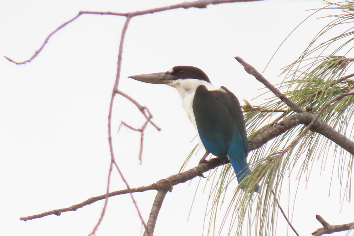 Torresian Kingfisher - Becky Marvil