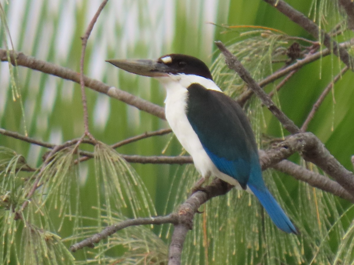 Torresian Kingfisher - ML622074821