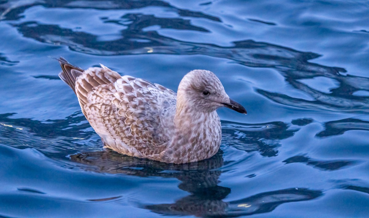 Slaty-backed Gull - ML622074822