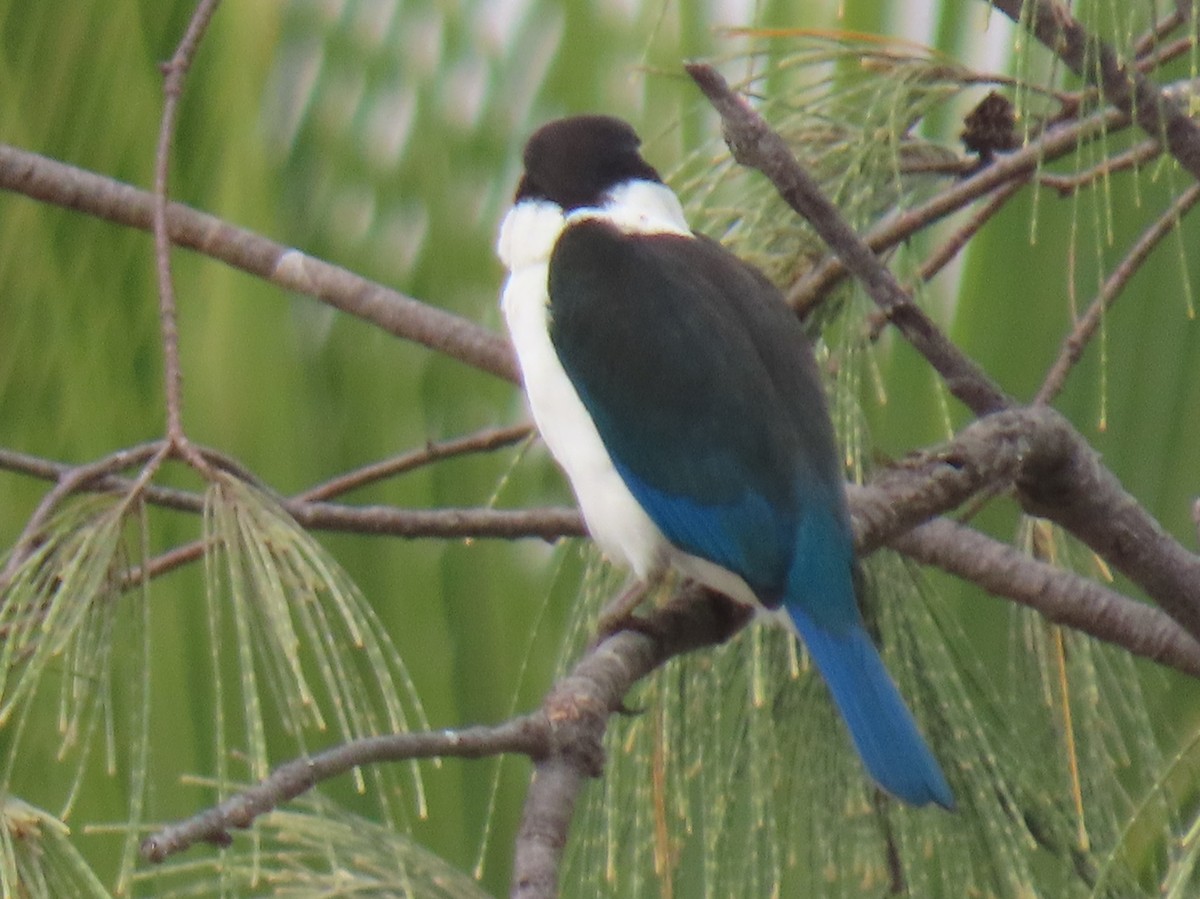 Torresian Kingfisher - Becky Marvil