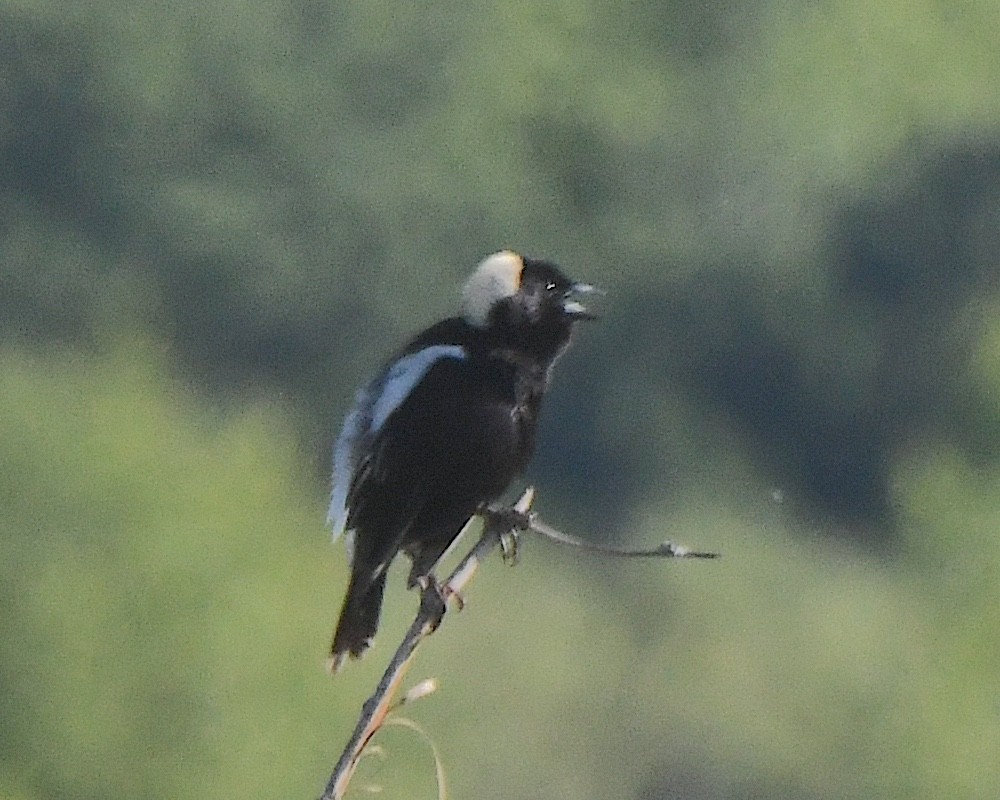 Bobolink - ML622074835