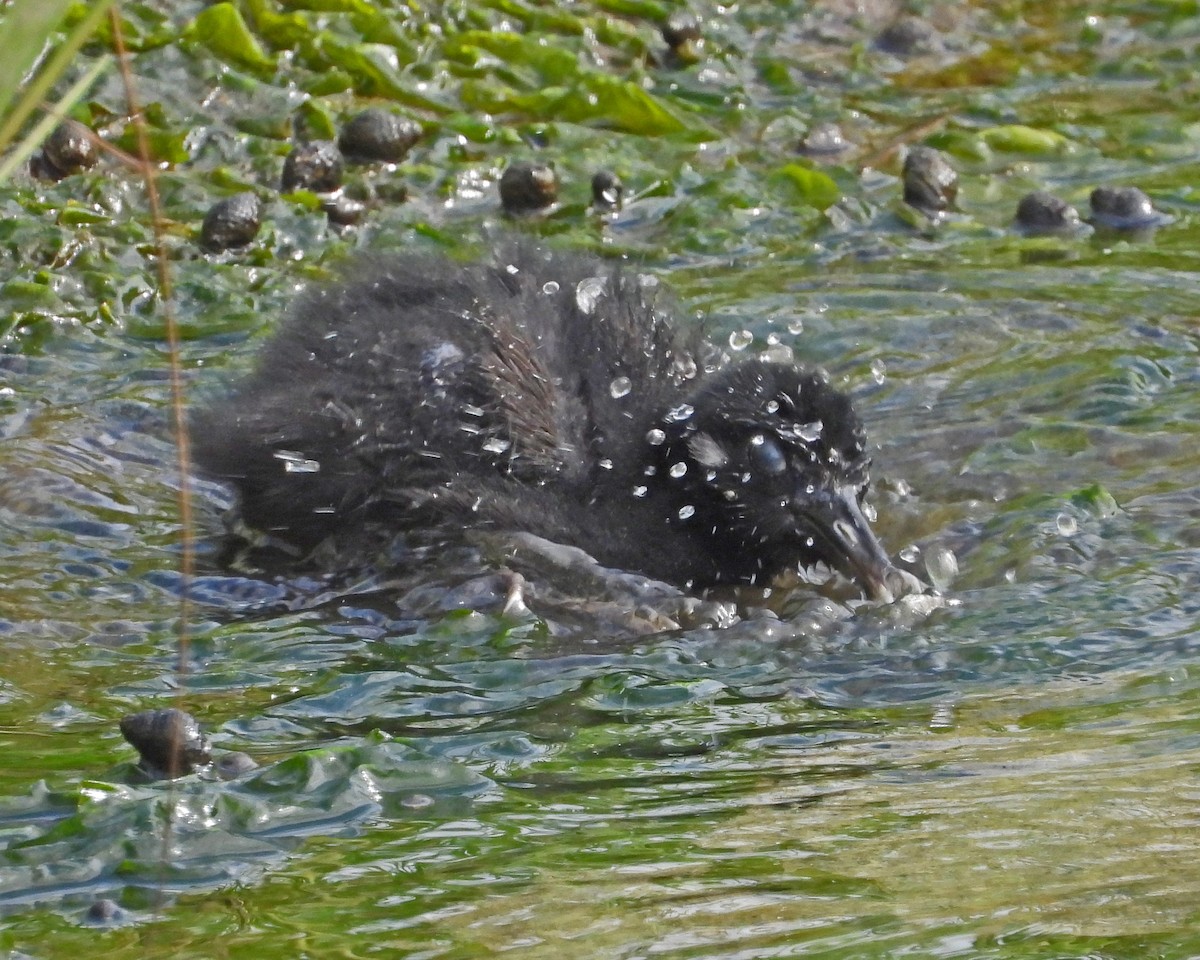 Clapper Rail - ML622074861