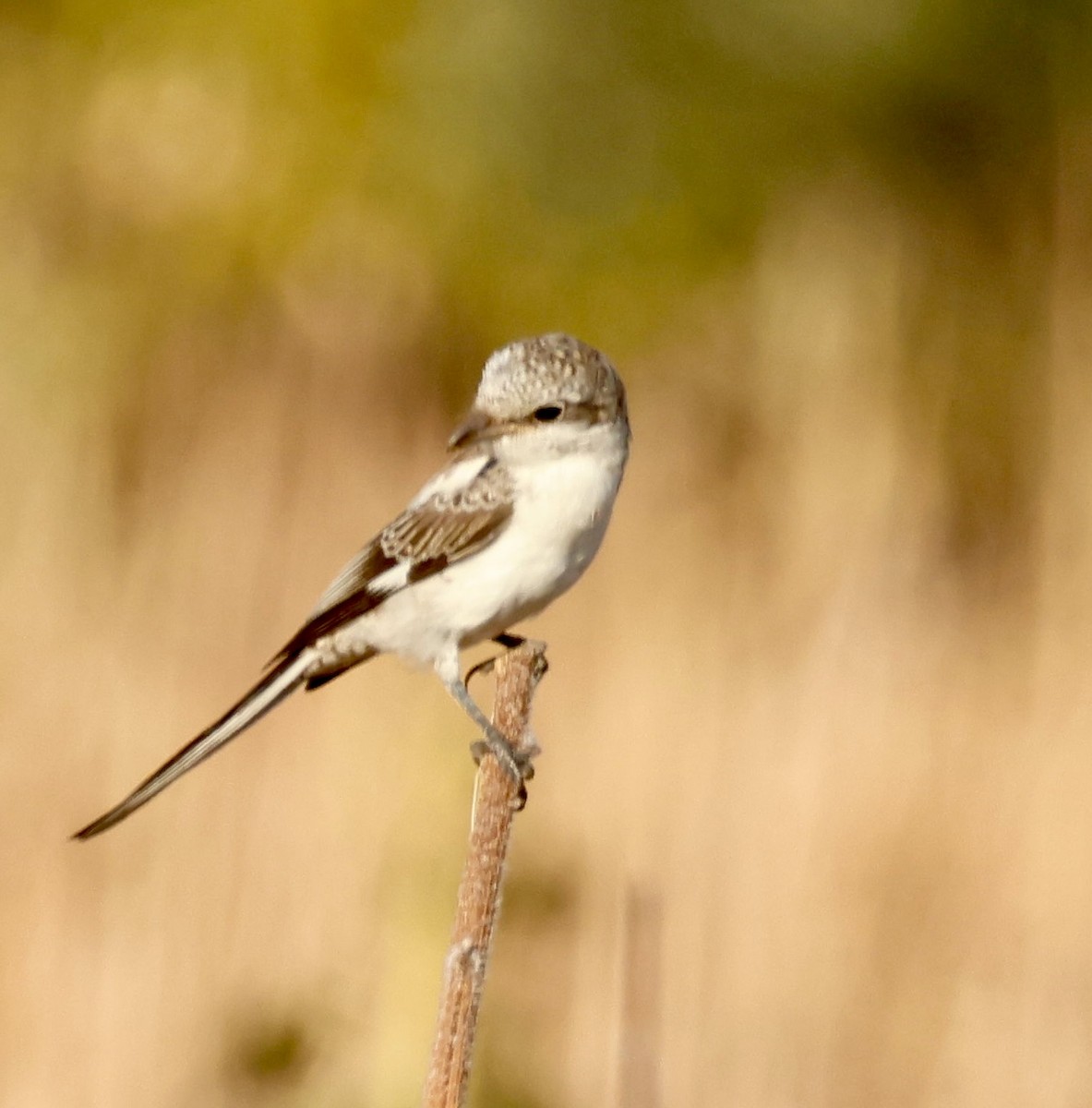 Masked Shrike - ML622074881