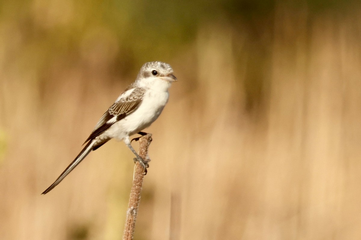 Masked Shrike - ML622074883