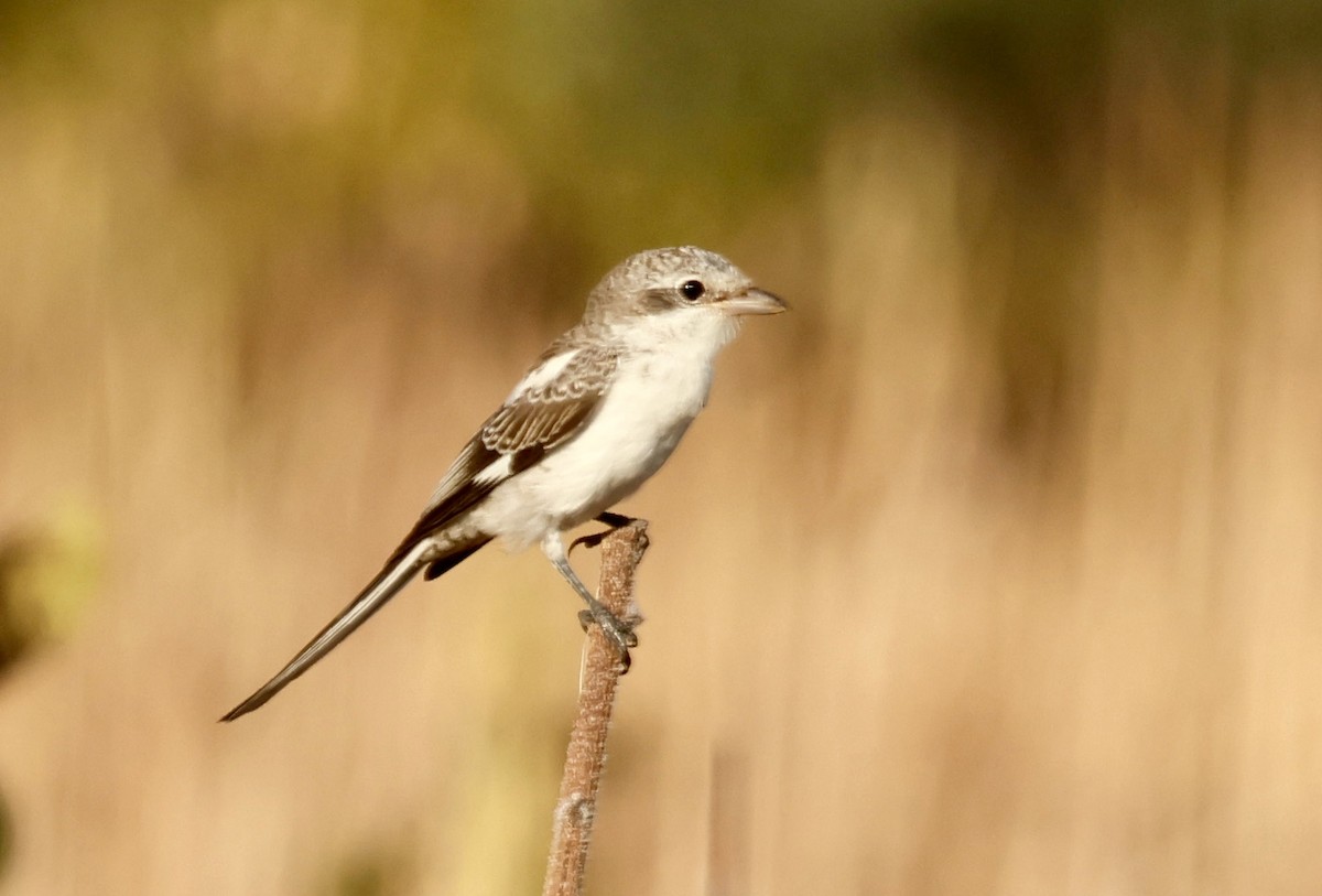 Masked Shrike - ML622074884